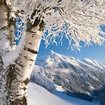 Zum Griena Mayrhofen